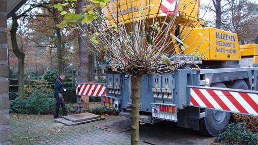 houtsnippers uitfrezen wortels, stobben, stronken, frees bomen rooien uit udenhout